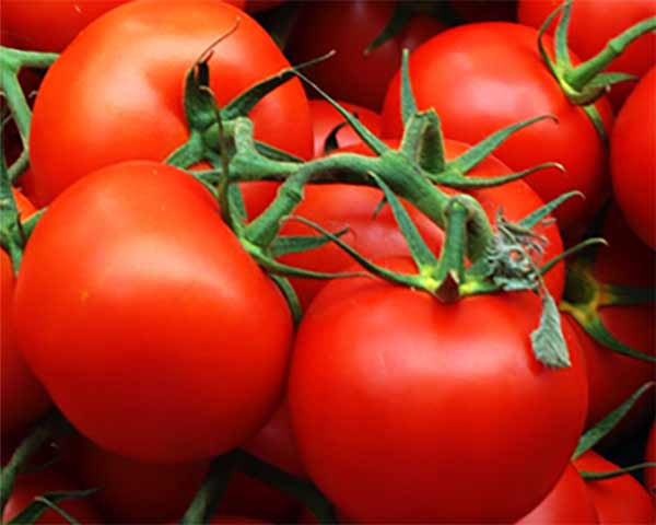 Pflanzen-big-pic-04-Tomaten